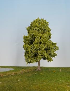 Ahorn Frühling Profi